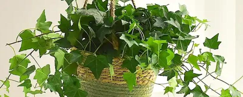 常青藤的换盆注意事项，一年四季都可进行