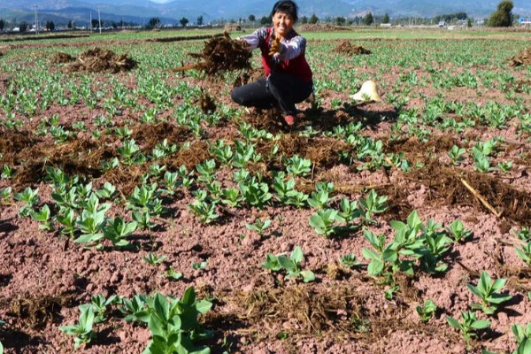 蚕豆适合施什么肥,播种前施入充足的人粪肥、过磷酸钙等肥料