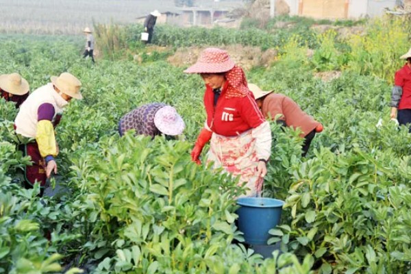 蚕豆适合施什么肥,播种前施入充足的人粪肥、过磷酸钙等肥料