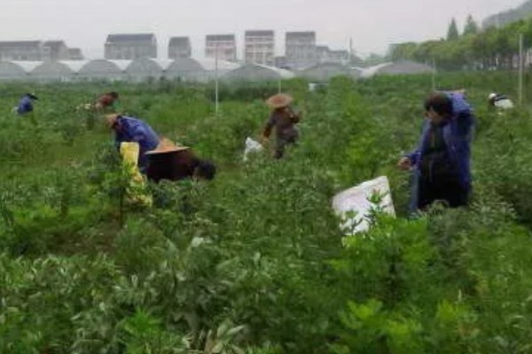 蚕豆适合施什么肥,播种前施入充足的人粪肥、过磷酸钙等肥料