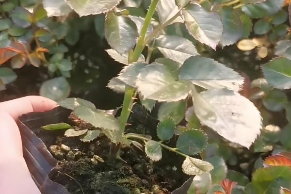 哪里有月季花苗卖,推荐种植基地以及网上