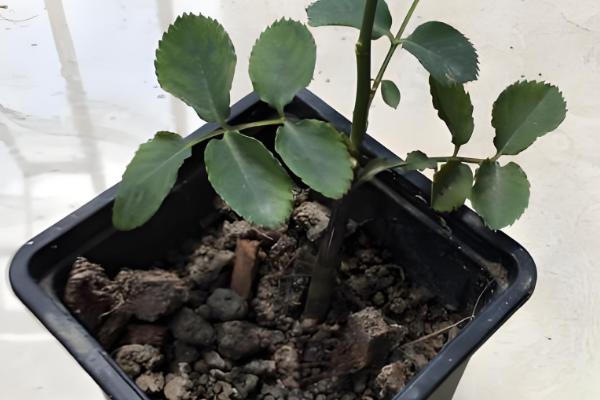 哪里有月季花苗卖,推荐种植基地以及网上