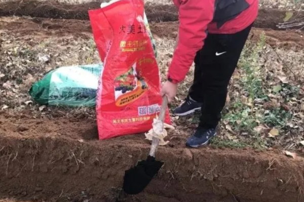 蚕豆适合施什么肥,播种前施入充足的人粪肥、过磷酸钙等肥料