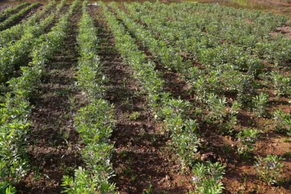 蚕豆适合施什么肥,播种前施入充足的人粪肥、过磷酸钙等肥料