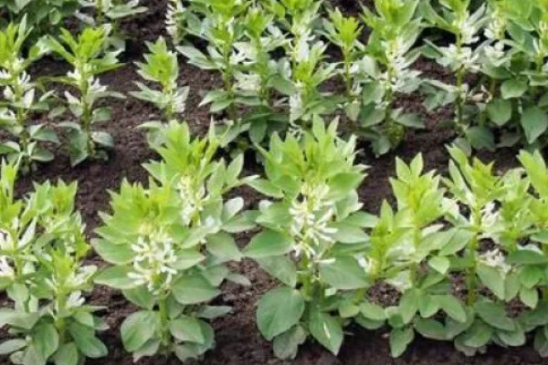 蚕豆适合施什么肥,播种前施入充足的人粪肥、过磷酸钙等肥料