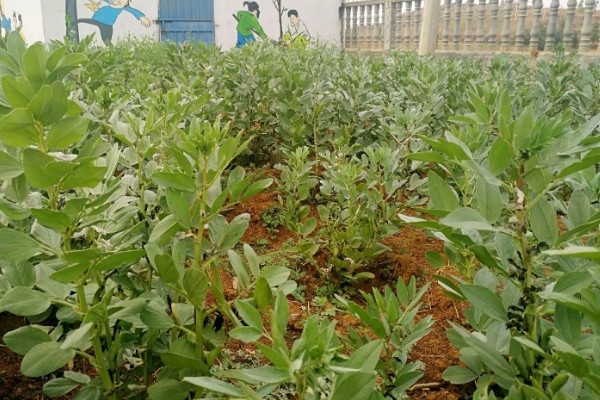 蚕豆适合施什么肥,播种前施入充足的人粪肥、过磷酸钙等肥料