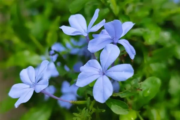 蓝花丹的花语是什么，寓意忧郁寂寞、迷茫等