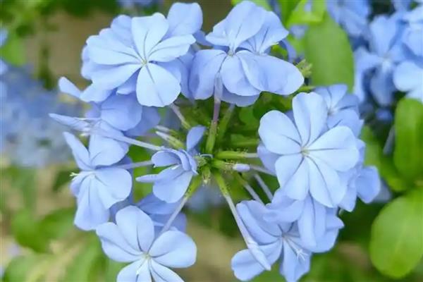 蓝花丹的花语是什么，寓意忧郁寂寞、迷茫等