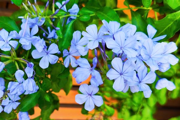 蓝花丹的花语是什么，寓意忧郁寂寞、迷茫等