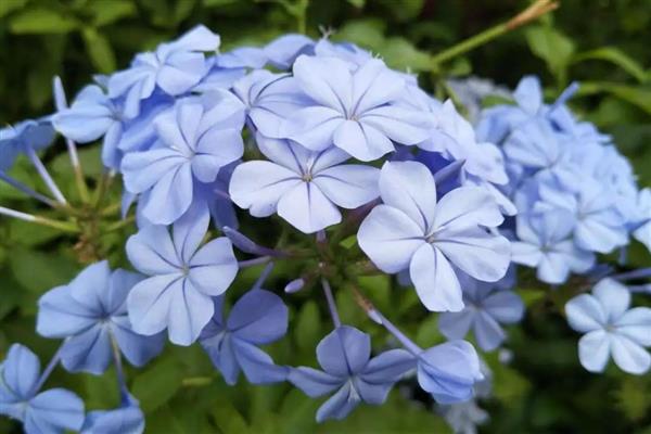 蓝花丹的花语是什么，寓意忧郁寂寞、迷茫等