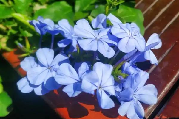蓝花丹的花语是什么，寓意忧郁寂寞、迷茫等