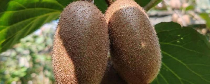 猕猴桃有酒味了还可以吃吗，不可吃