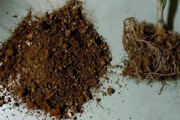 茶花不抽新叶怎么解决，需要及时更换土壤