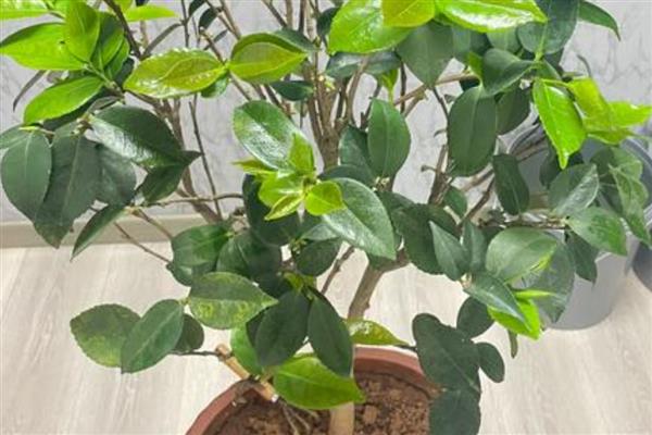 茶花不抽新叶怎么解决，需要及时更换土壤