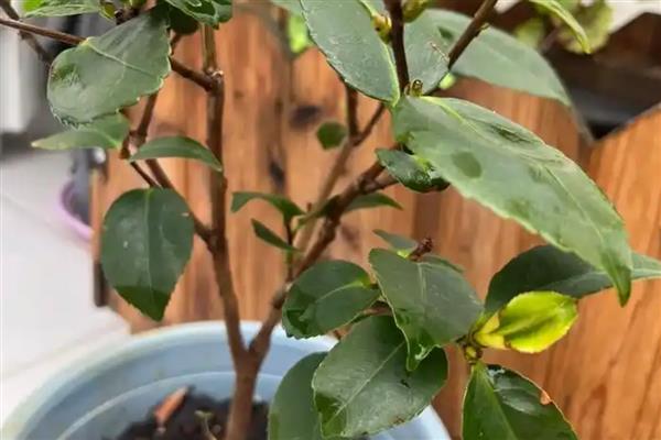 茶花不抽新叶怎么解决，需要及时更换土壤