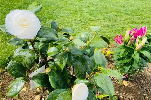 茶花不抽新叶怎么解决，需要及时更换土壤