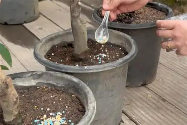 茶花不抽新叶怎么解决，需要及时更换土壤