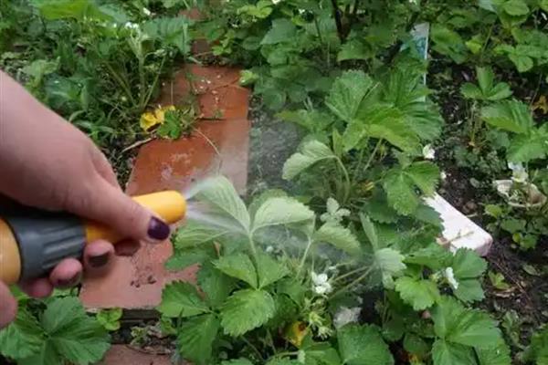 草莓的种植要点，种草莓时基肥要足