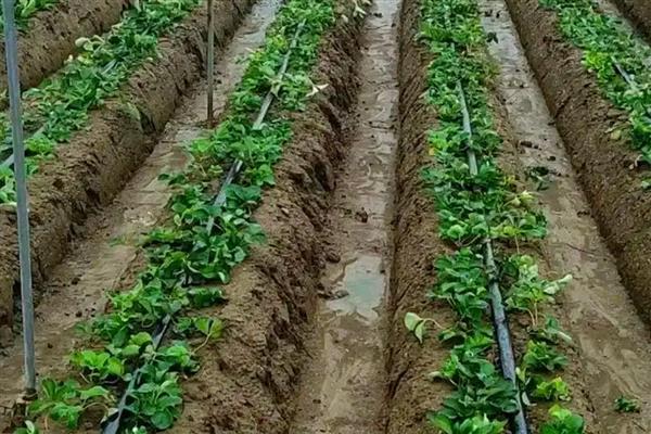 草莓的种植要点，种草莓时基肥要足