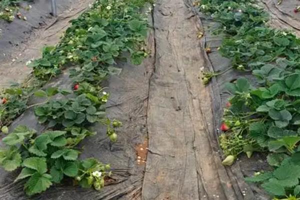 草莓的种植要点，种草莓时基肥要足