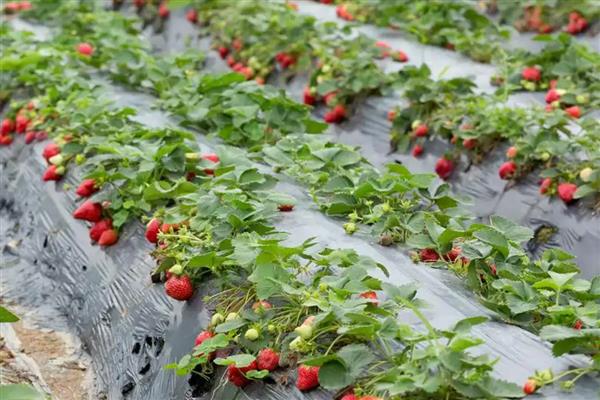 草莓的种植要点，种草莓时基肥要足