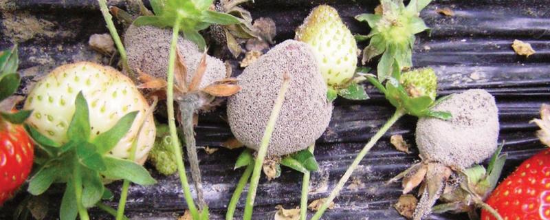 草莓结果后果子慢慢枯萎的原因，可能是得了灰霉病
