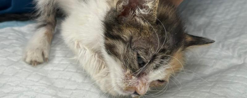 怎么检查猫瘟，可通过临床症状进行初步检查