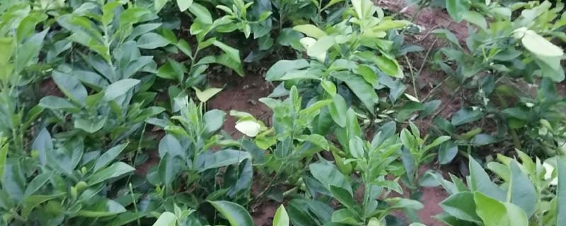 柚树苗几年结果，嫁接树4-5年结果