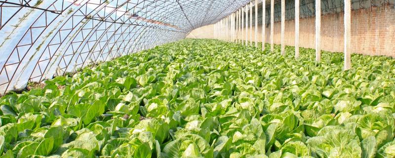 寒冬棚菜如何防病,有以下三要