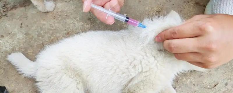 狗狗接种疫苗失败的原因，不一定都会成功