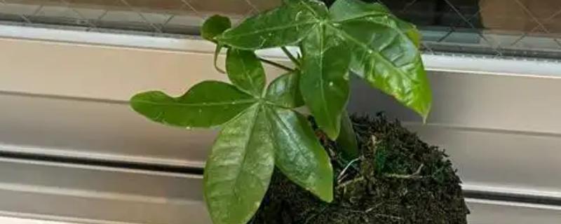 发财树烂根可以自愈吗，不会自愈