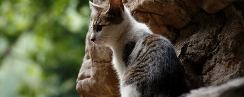 帮助猫咪发腮的方法,合理喂食是有效方式