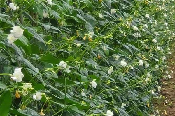 豆角怎么高产，平时要追施氮磷钾混合肥