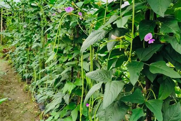 豆角怎么高产，平时要追施氮磷钾混合肥