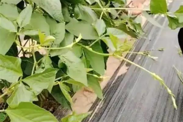 豆角怎么高产，平时要追施氮磷钾混合肥