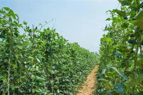 豆角怎么高产，平时要追施氮磷钾混合肥