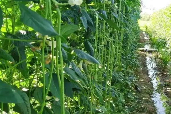 豆角怎么高产，平时要追施氮磷钾混合肥