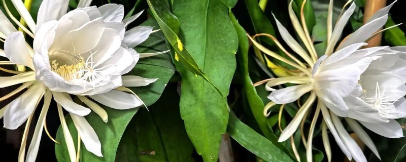 夏天可以移栽昙花吗，可以移栽