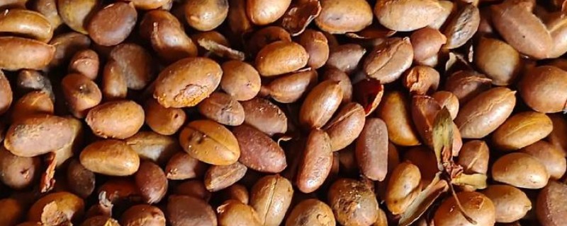 柿子种子可以种植吗,可以种植