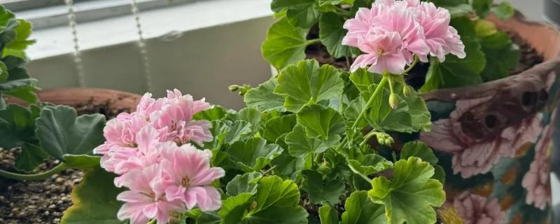 天竺葵怎么养殖，夏季室温不可超过30℃