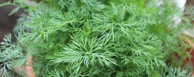 养文竹用什么花盆，紫砂盆、陶瓷盆、瓦罐盆都是适宜选择