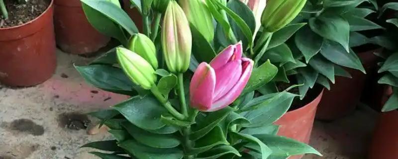 百合花苞没开就落的原因，可能是过量施肥所致