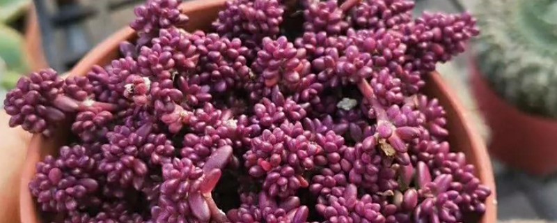 紫米粒变绿怎么处理，需补充光照