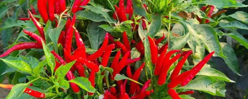 朝天椒的育苗方法，可播种育苗也可扦插育苗