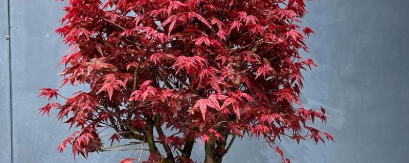 让红枫盆景更旺盛的方法，生长期每个月追施一次氮磷钾肥