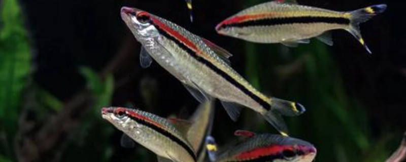 一眉道人鱼吃不吃虾，普通小虾、丰年虾都可以饲喂