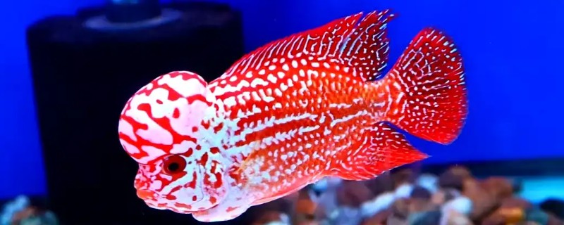 罗汉鱼饿几天会爆头吗，真的会爆头