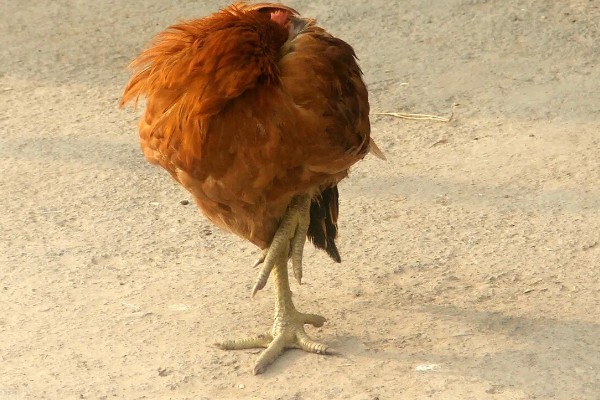 鸡的睡觉姿势，单脚站立把脖子伸进翅膀里