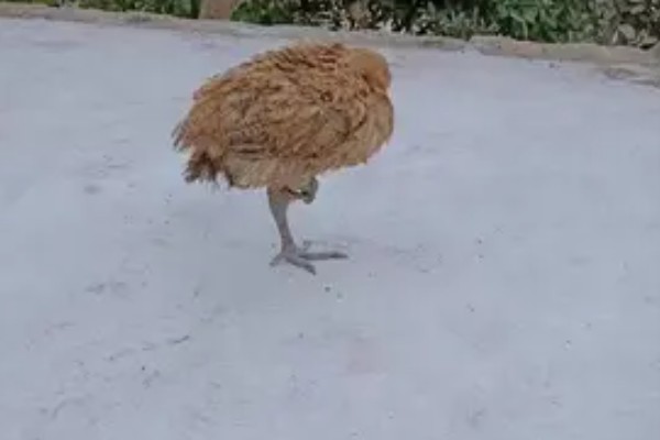 鸡的睡觉姿势，单脚站立把脖子伸进翅膀里