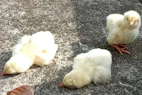 鸡的睡觉姿势，单脚站立把脖子伸进翅膀里